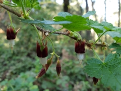 Ribes menziesii