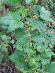 Ribes menziesii