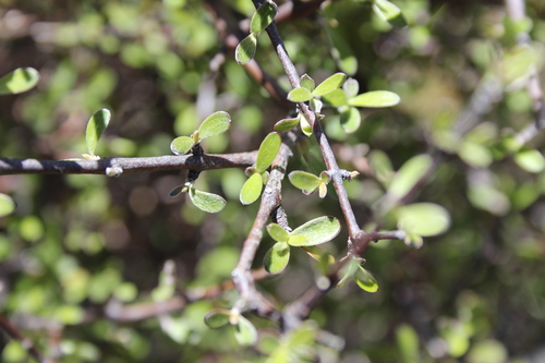 Image of Olearia odorata by (c) Joe Dillon, some rights reserved (CC BY)