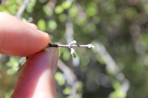 Image of Olearia odorata by (c) Joe Dillon, some rights reserved (CC BY)