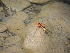 Polistes carnifex carnifex