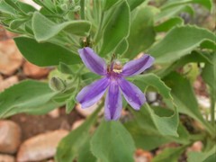 Scaevola browniana