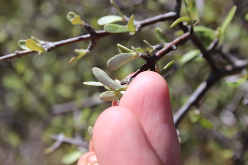 Image of Olearia odorata by (c) Joe Dillon, some rights reserved (CC BY)