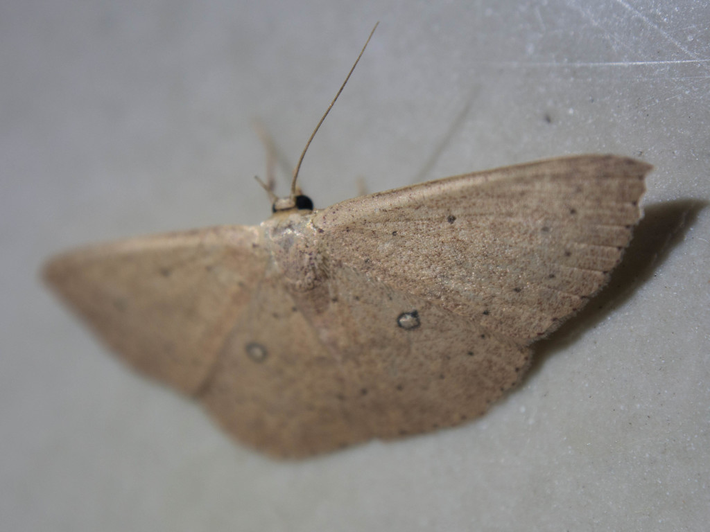 Perixera obrinaria