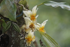 Stanhopea pseudoradiosa