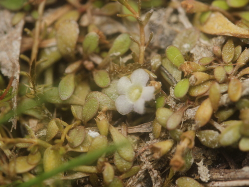 Image of Glossostigma elatinoides by (c) Joe Dillon, some rights reserved (CC BY)