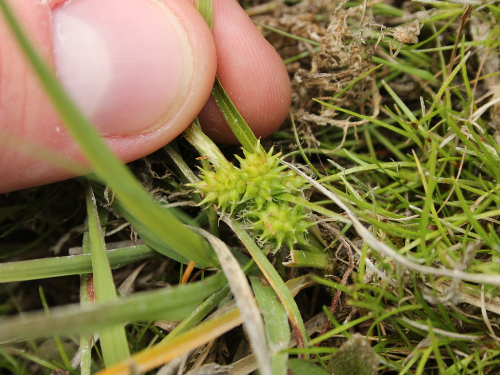 Carex flaviformis (Carex flaviformis)