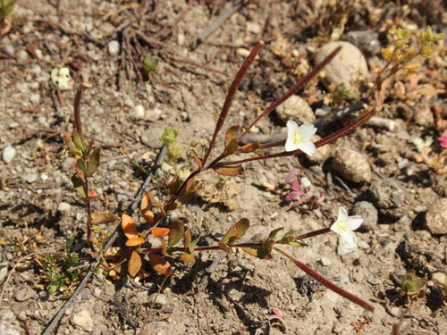 Epilobium hectorii (Epilobium hectorii)
