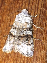 Litholomia napaea