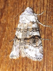Litholomia napaea