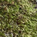 Lepyrodon australis - Photo (c) rubecula, μερικά δικαιώματα διατηρούνται (CC BY-NC)