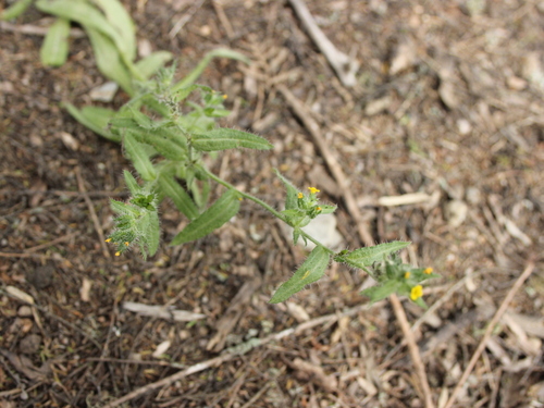 Image of Amsinckia calycina by (c) Joe Dillon, some rights reserved (CC BY)