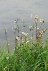 Sanguisorba tenuifolia