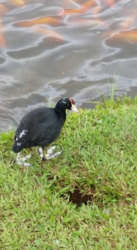 Hawaiian Coot