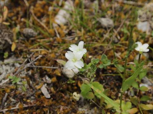 Epilobium hectorii (Epilobium hectorii)