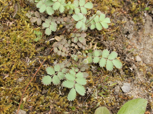 Acaena caesiiglauca (Acaena caesiiglauca)