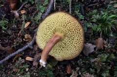 Xerocomus squamulosus