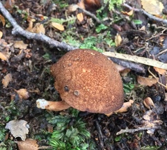 Xerocomus squamulosus