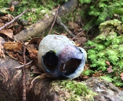 Rossbeevera pachydermis