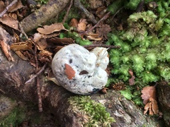 Rossbeevera pachydermis