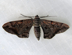 Hypochrosis binexata