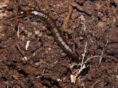 Cormocephalus esulcatus