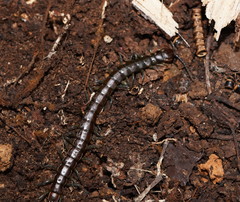 Cormocephalus esulcatus