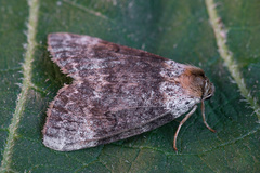 Tetheella fluctuosa
