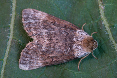 Tetheella fluctuosa