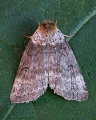 Tetheella fluctuosa