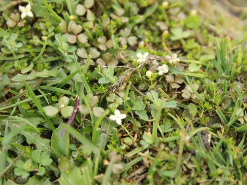 Image of Galium perpusillum by (c) Joe Dillon, some rights reserved (CC BY)
