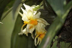 Stanhopea pseudoradiosa