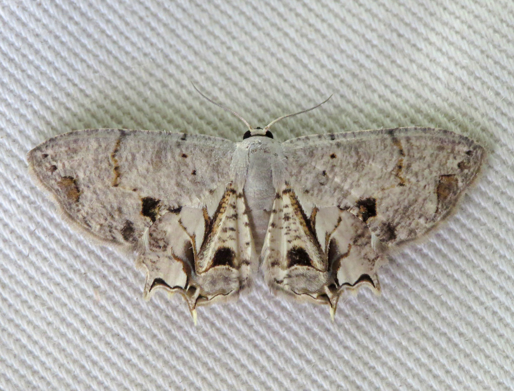 Dysaethria lunulimargo