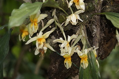 Stanhopea pseudoradiosa