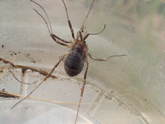 Protolophus cockerelli