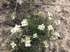 Nerisyrenia linearifolia