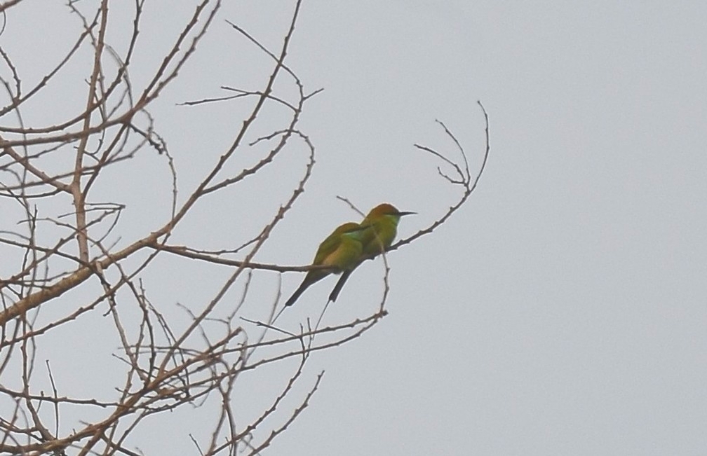 Asian Green Bee-eater