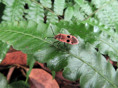 Physopelta quadriguttata
