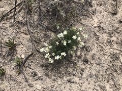 Nerisyrenia linearifolia