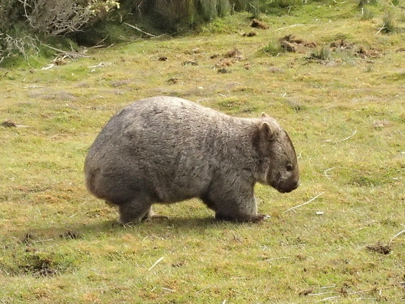 Tasmanian Wombat from Arthur-Pieman Conservation Area, Arthur River ...