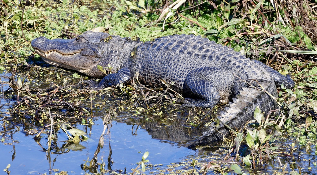 American Alligator from Savannah National Wildlife Refuge, Hardeeville ...