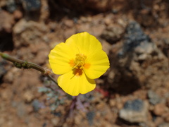 Eschscholzia ramosa