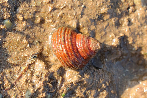 Euchelus atratus