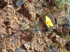 Eschscholzia ramosa