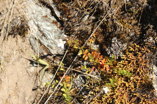Epilobium hectorii (Epilobium hectorii)