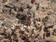 Pheidole clementensis