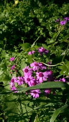 Pericallis × hybrida