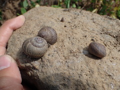 Xerarionta intercisa