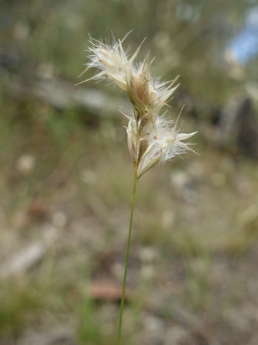 Image of Rytidosperma geniculatum by (c) yatesy, some rights reserved (CC BY)