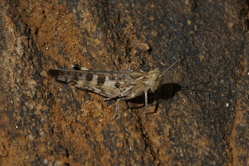 Australian Plague Locust photo 4